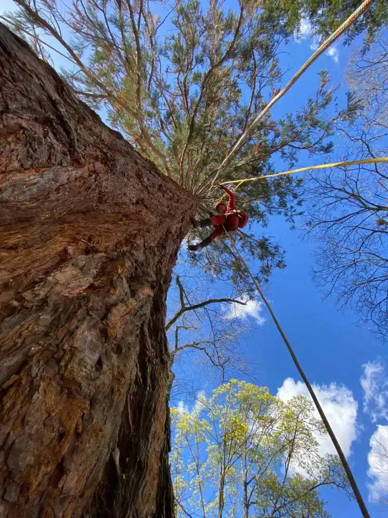 arboriste grimpeur en action dans un arbre mfr rhone ciel bl