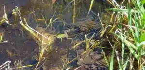 grenouille verte dans l eau trouble parmi les herbes et les