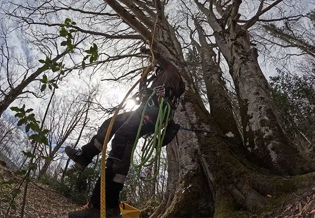 grimpeur equipe dans un grand arbre formation mfr rhone